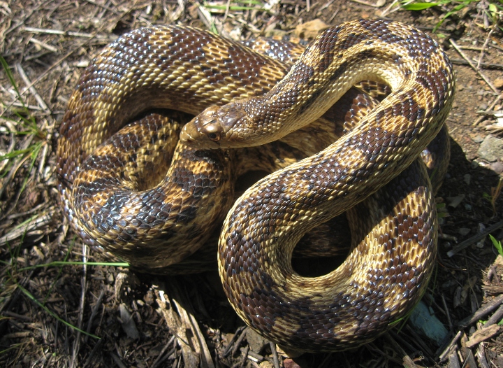 Pacific Gopher Snake